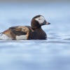 Hoholka ledni - Clangula hyemalis - Long-tailed Duck 8428